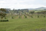 the view during a wander between wineries